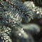 Silvery needles with magic raindrops of blue Picea pungens Hoopsii. Close-up in natural sunlight with beautiful bokeh.