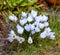 Silvery or scotch crocus flowering plants grown as decoration in parks and for outdoor landscaping. White flowers