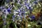 Silvery sea holly plants in the pine forest, Eryngium Variifolium