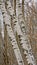 Silvler birch treetrunks forest detail - Betula pendula