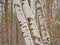 Silvler birch treetrunks forest detail - Betula pendula