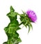 Silybum marianum