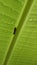 Simalungun, Indonesia. An insect sheltering from the rain under a banana leaf.