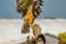 Simcoe, Canada, July 31 2021: Editorial photo of a bird handler training a spectacled owl