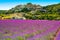 Simiane la Rotonde village and lavender. Provence, France