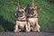 Similar looking brown French Bulldog dogs sitting next to each other wearing winter scarfes