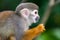 Simiri. Squirrel monkey at Singapore Zoo