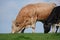 Simmental bull and cow grazing.