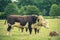 Simmental Bull and family