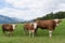 Simmental cattle