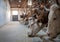 Simmental cattle eating concentrate in barn