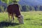 A Simmental cattle with horns in the mountains of Bavaria