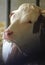 Simmental cattle in a stable, close-up