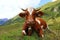 Simmental cow with horns and bell in the mountains