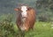 Simmental cow with short horns standing in a field in the State of Oklahoma in the United States of America.