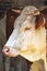 Simmental cow standing in a stall on a farm.