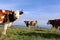 Simmental cows