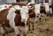 Simmental cows on ranch