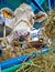 Simmental stud bull in barn