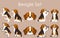 Simple and adorable Beagle illustrations set