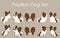 Simple and adorable brown and white colored Papillon illustrations set