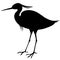 Simple and adorable flat colored Little Egret illustration in silhouette