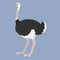 Simple and adorable flat colored Ostrich illustration