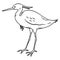 Simple and adorable Little Egret illustration with outlines only