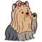 Simple and adorable Long Haired Yorkshire Terrier illustration waving