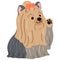 Simple and adorable Long Haired Yorkshire Terrier illustration waving flat colored