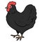 Simple and adorable outlined black chicken illustration