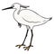 Simple and adorable outlined Little Egret illustration