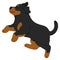 Simple and adorable Rottweiler dog illustration jumping flat colored