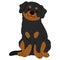 Simple and adorable Rottweiler dog illustration sitting in front view flat colored