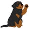 Simple and adorable Rottweiler dog illustration waving hand flat colored