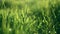 Simple background - green fresh grass lawn. Natural meadow swaying by wind blow.