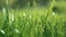 Simple background - green fresh grass lawn. Natural meadow swaying by wind blow.