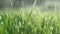 Simple background - green fresh grass lawn. Natural meadow swaying by wind blow.