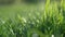 Simple background - green fresh grass lawn. Natural meadow swaying by wind blow.