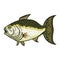 Simple Bass fish vector