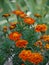 Simple and beautiful orange flowers of marigold proudly raised their heads