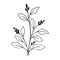 Simple black tree branch with berry and leaves. Hand drawn plant. Botanical vector floral element.