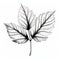 Simple Black And White Hydrangea Leaf Vector Illustration
