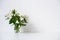 Simple bouquet with Alstroemeria flowers and empty white wall