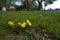 Simple bright yellow dandelion on green grass in a park.