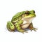 Simple Bullfrog Clip Art With White Margins And Background