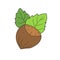 Simple cartoon icon. Cozy vector hazelnut. Colored hazelnut with leaves isolated