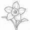 Simple And Classic Black And White Daffodil Drawing For Kids\\\' Coloring Book