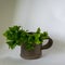 A simple clay mug and the first green spring plants, monochrome background