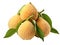simple clip art of Akebi Fruit on white background
